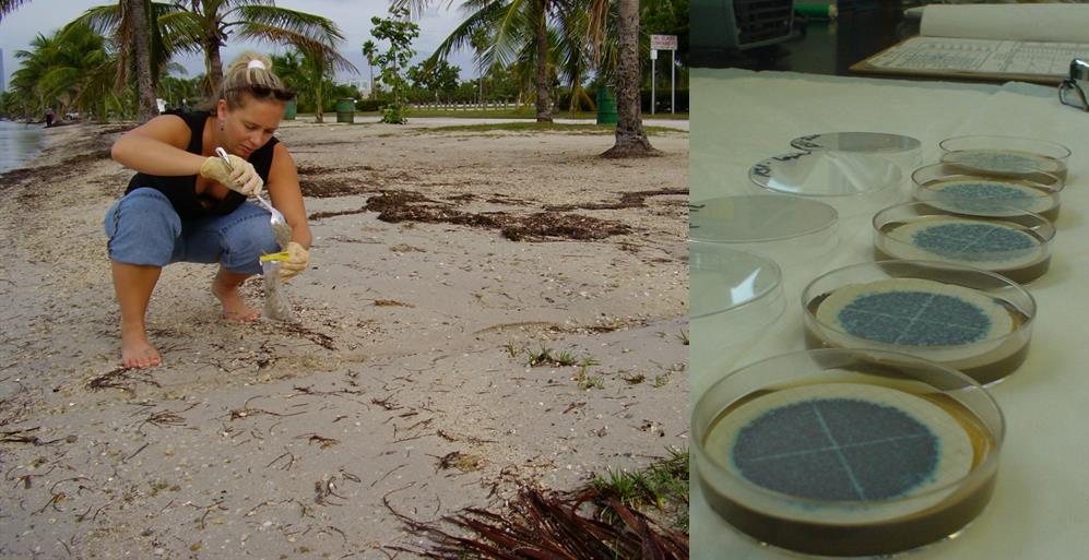 Mary (Durbin) Wright collecting sand samples from the intertidal zone for bacterial analyses.